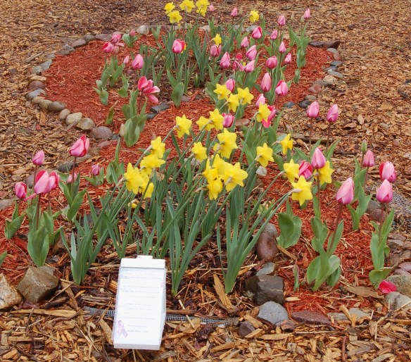 TE Pink Tulip Ribbon Garden 02